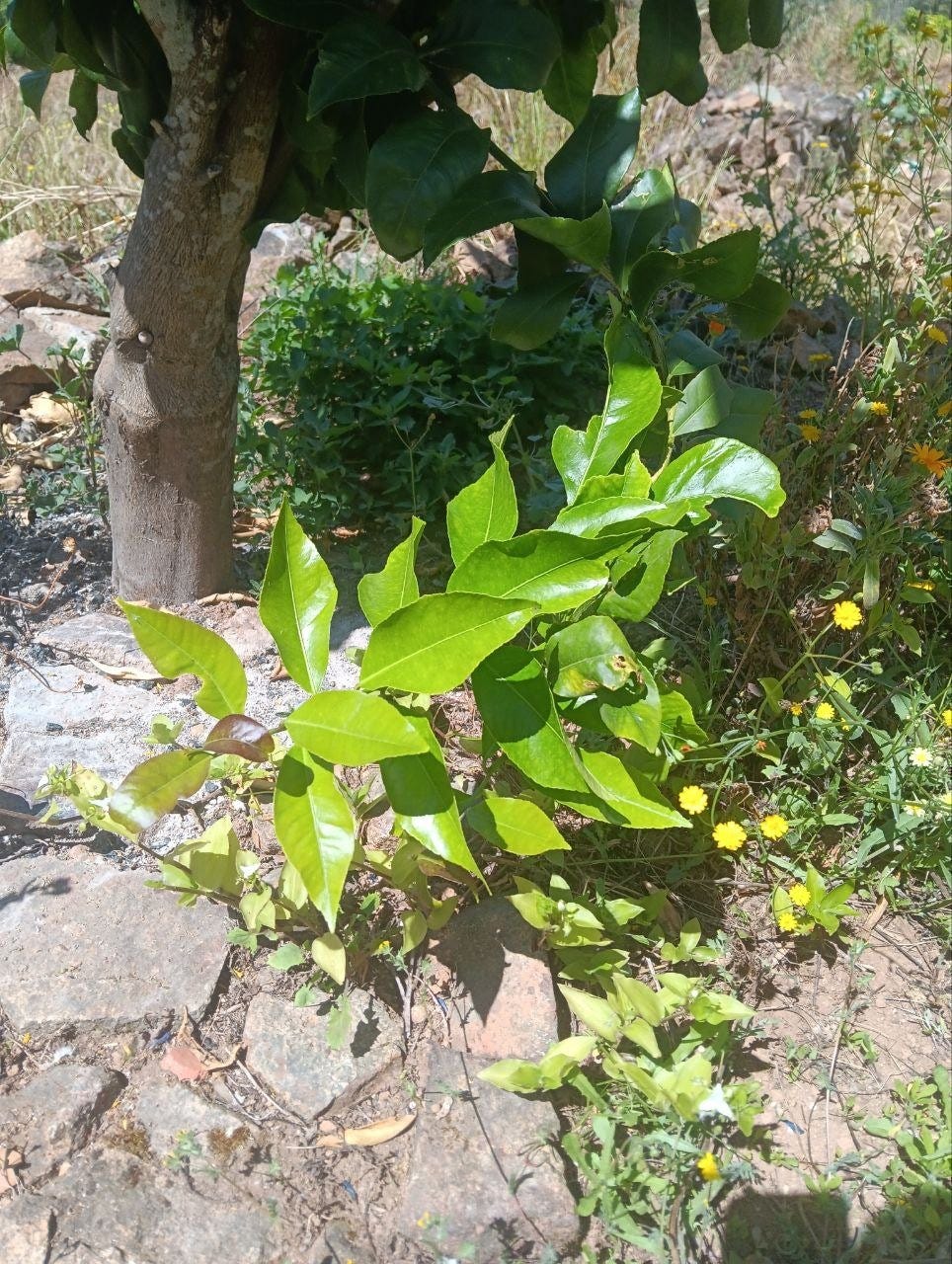 Image Image