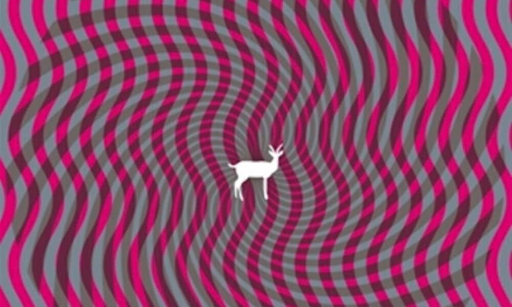 Catalog Club: Deerhunter's