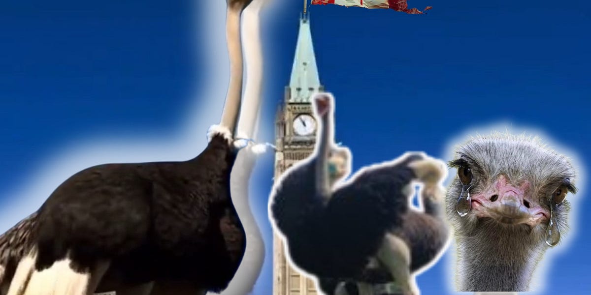 "We Made it": 399 Healthy Ostriches Still Alive in Canada