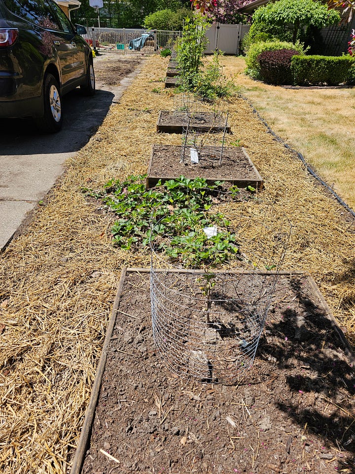 side by side comparisons of blueberry plant row, 2 years apart