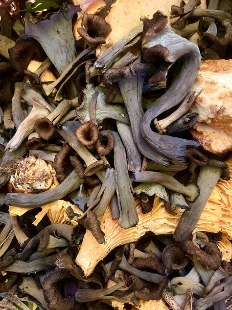 champignons, récolte de courges, blettes et framboises, pommes