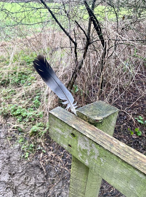 sprigs of green next to a field; leaves in twilight; a feather on a bridge