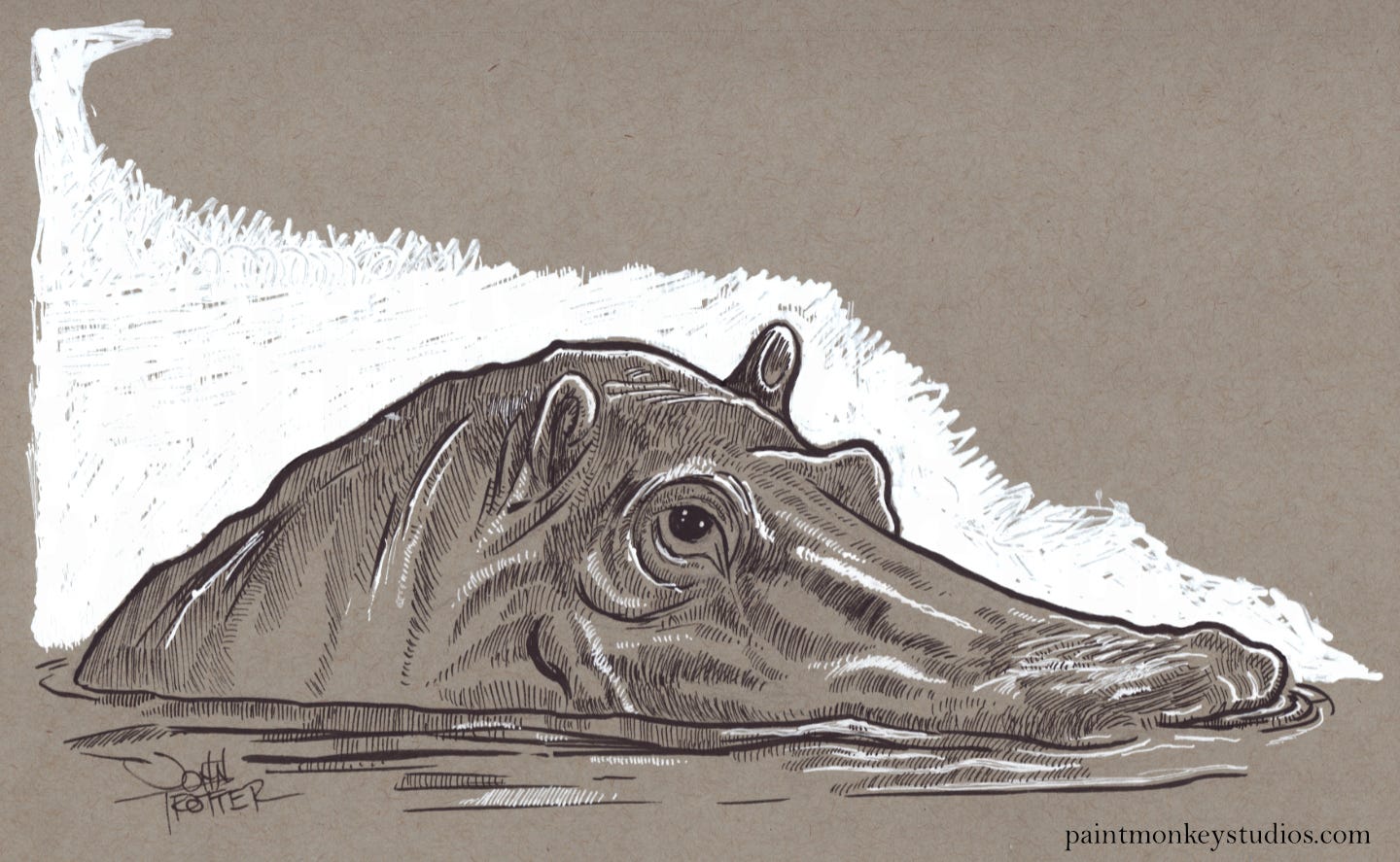 Ink and white pen drawing of a half submerged hippo head.