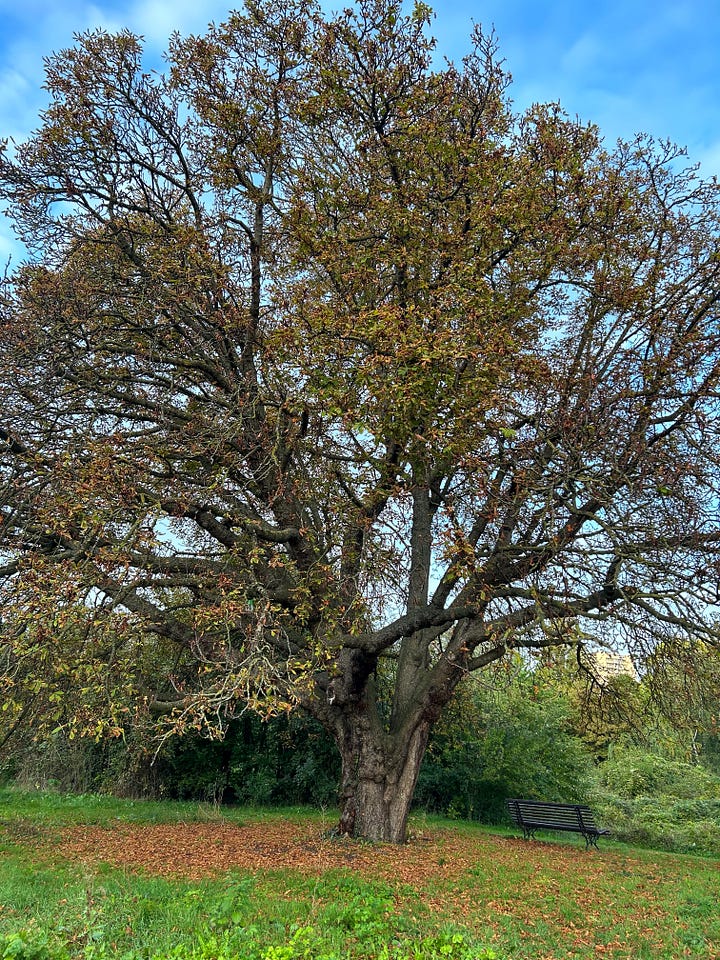 Walking in the French countryside with trees and autumn flowers