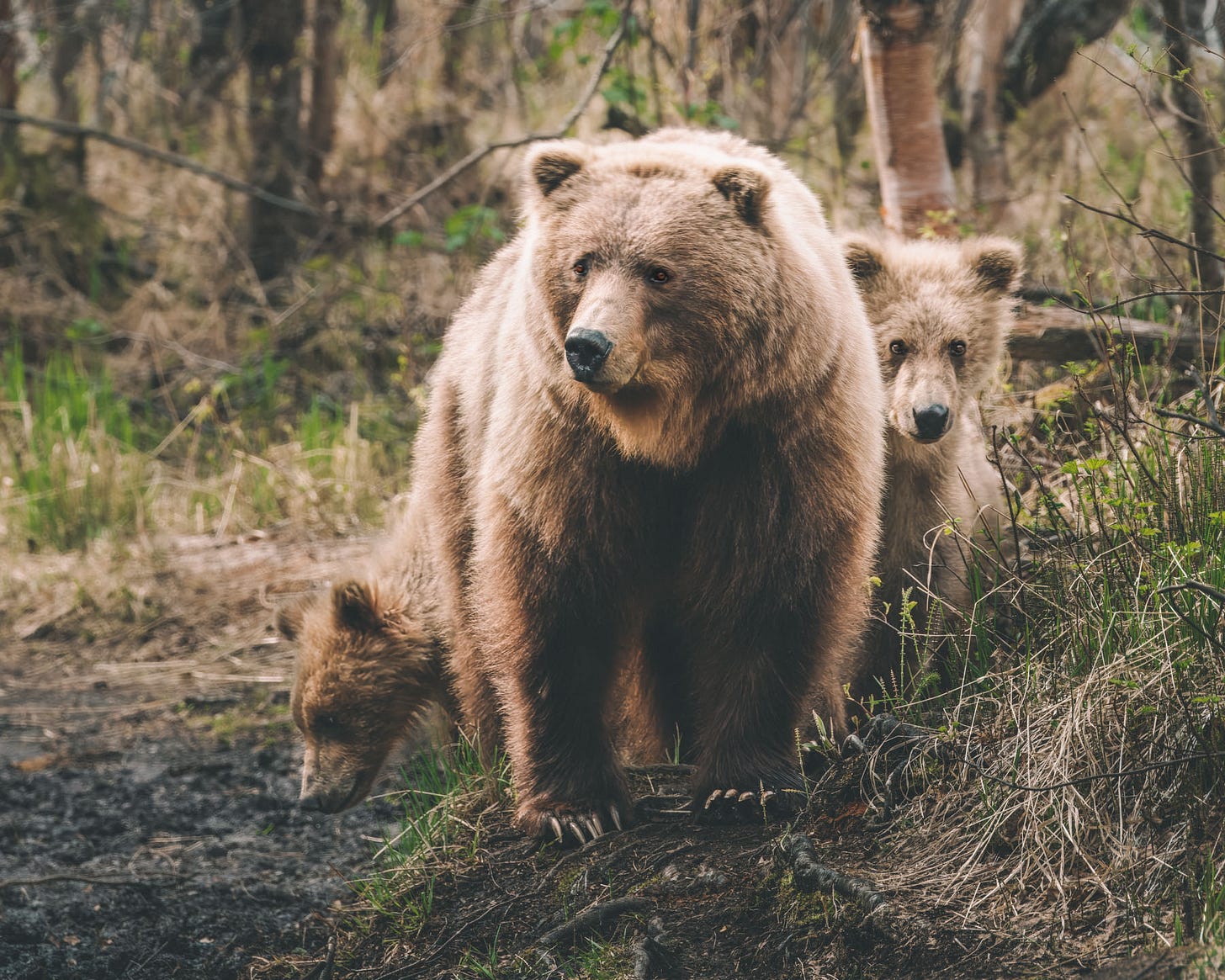 Brown bear with cubs.