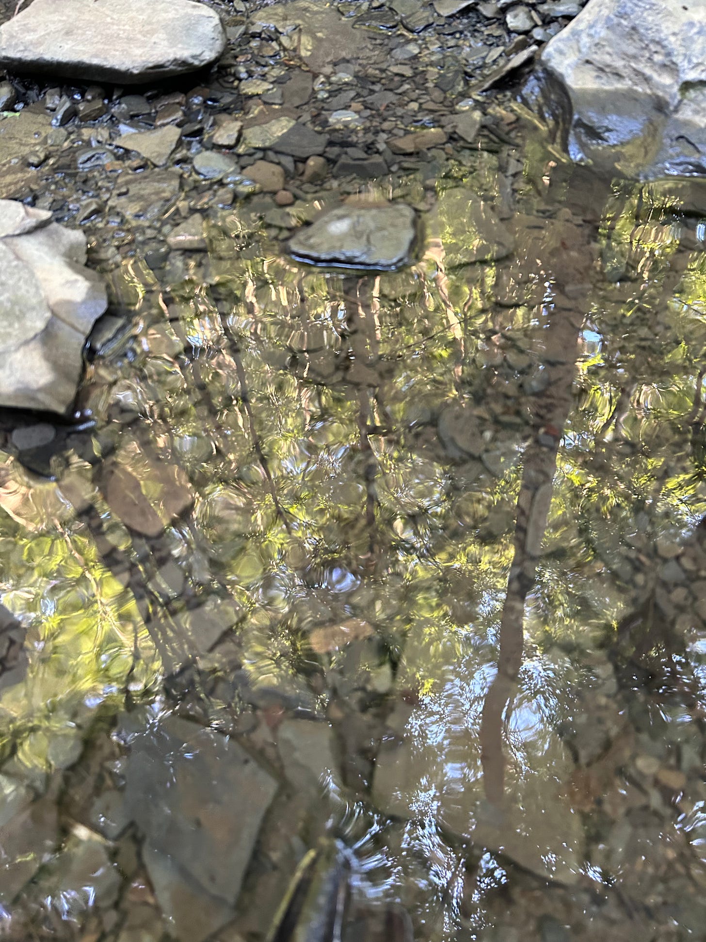 A rocky pool of water, reflecting trees