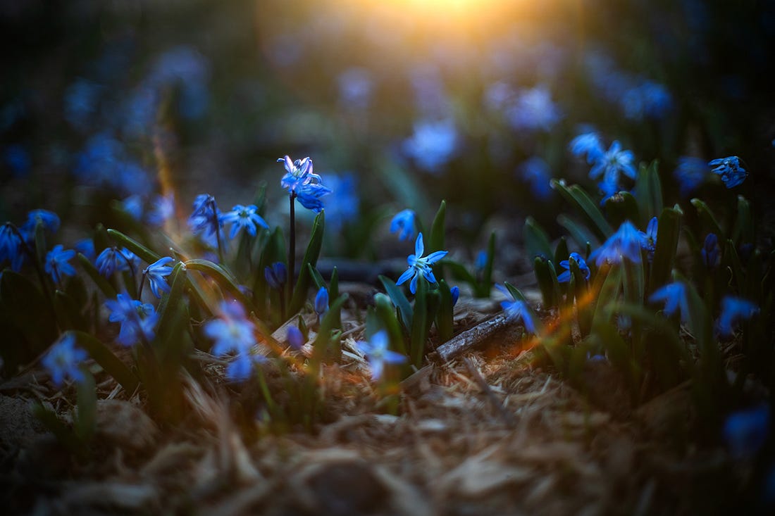 A soft focus photograph of small blue flowers (Siberian squill) with the golden glow of the sun behind them