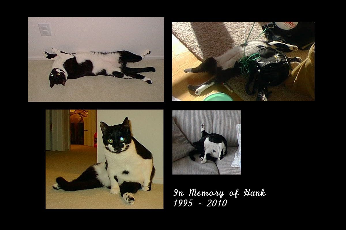 A memorial collage of four photos of Hank, a black-and-white tuxedo cat, on a black background. In one he stretches out on his back on the carpet with all four legs extended. In another he lies on his back on the floor next to a black backpack tangled in green ribbon. In a third he sits upright facing the camera with one back leg stretched out in front of him. In the last he grooms himself on a striped couch with one leg pointed straight up. White script text reads “In Memory of Hank, 1995 to 2010. A memorial collage of four photos of Hank, a black-and-white tuxedo cat, on a black background. In one he stretches out on his back on the carpet with all four legs extended. In another he lies on his back on the floor next to a black backpack tangled in green ribbon. In a third he sits upright facing the camera with one back leg stretched out in front of him. In the last he grooms himself on a striped couch with one leg pointed straight up. White script text reads “In Memory of Hank, 1995 to 2010.