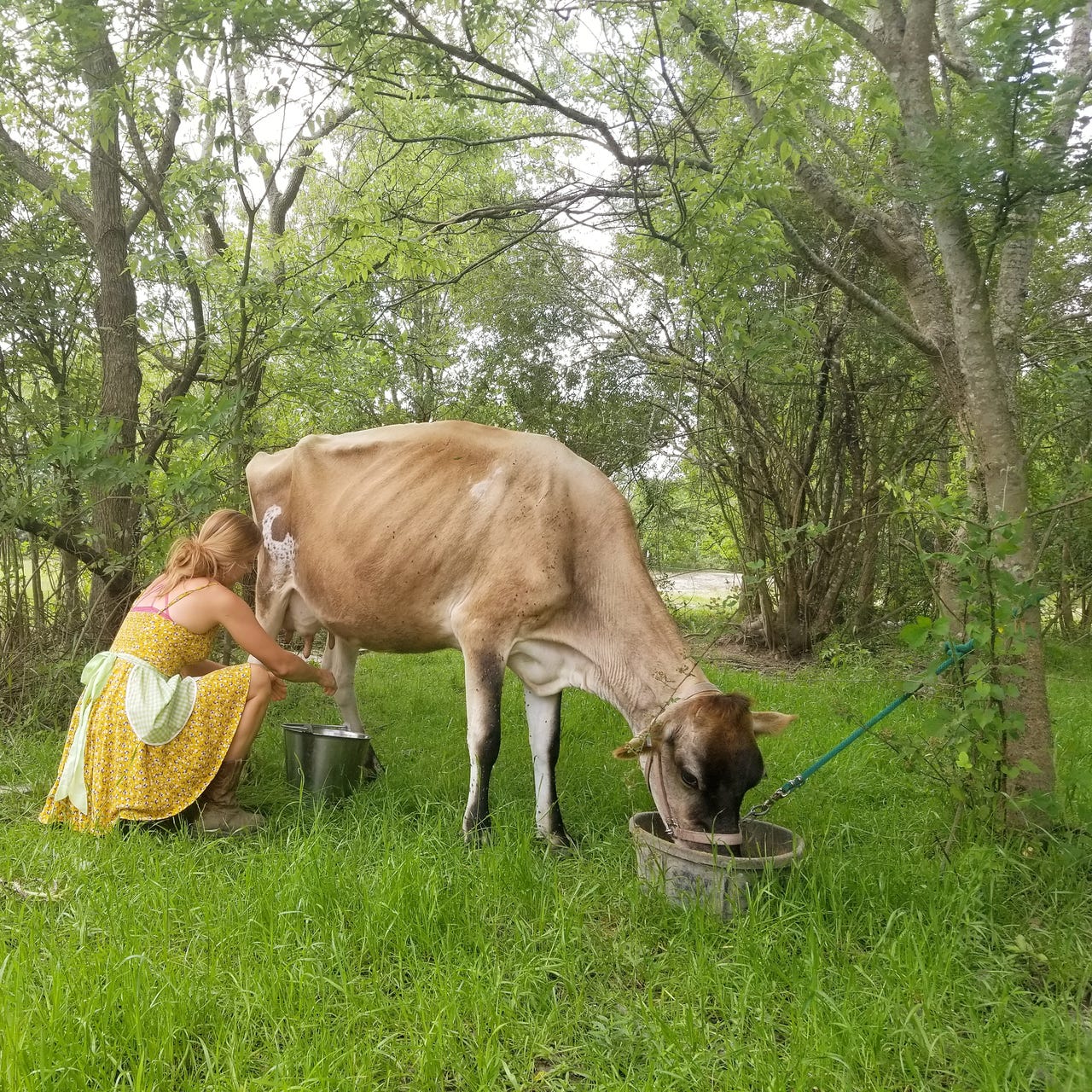 Harlow House Homestead
