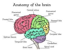 The Male Brain and Vision Work ...