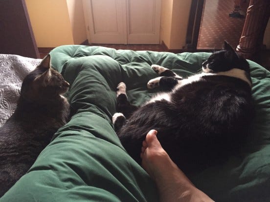 waking up with the cats waking up with the cats