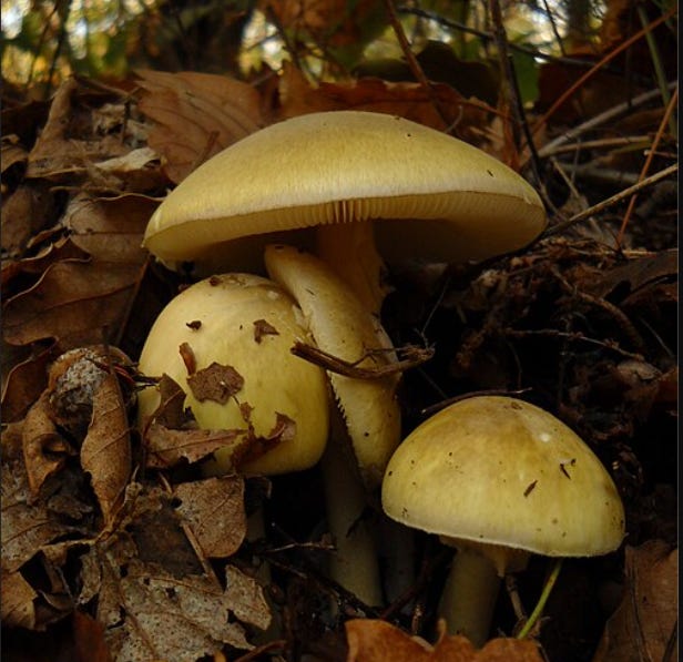 Book Review: 'Forage for Mushrooms Without Dying'