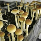 Being Early—And Patient—In Psychedelics