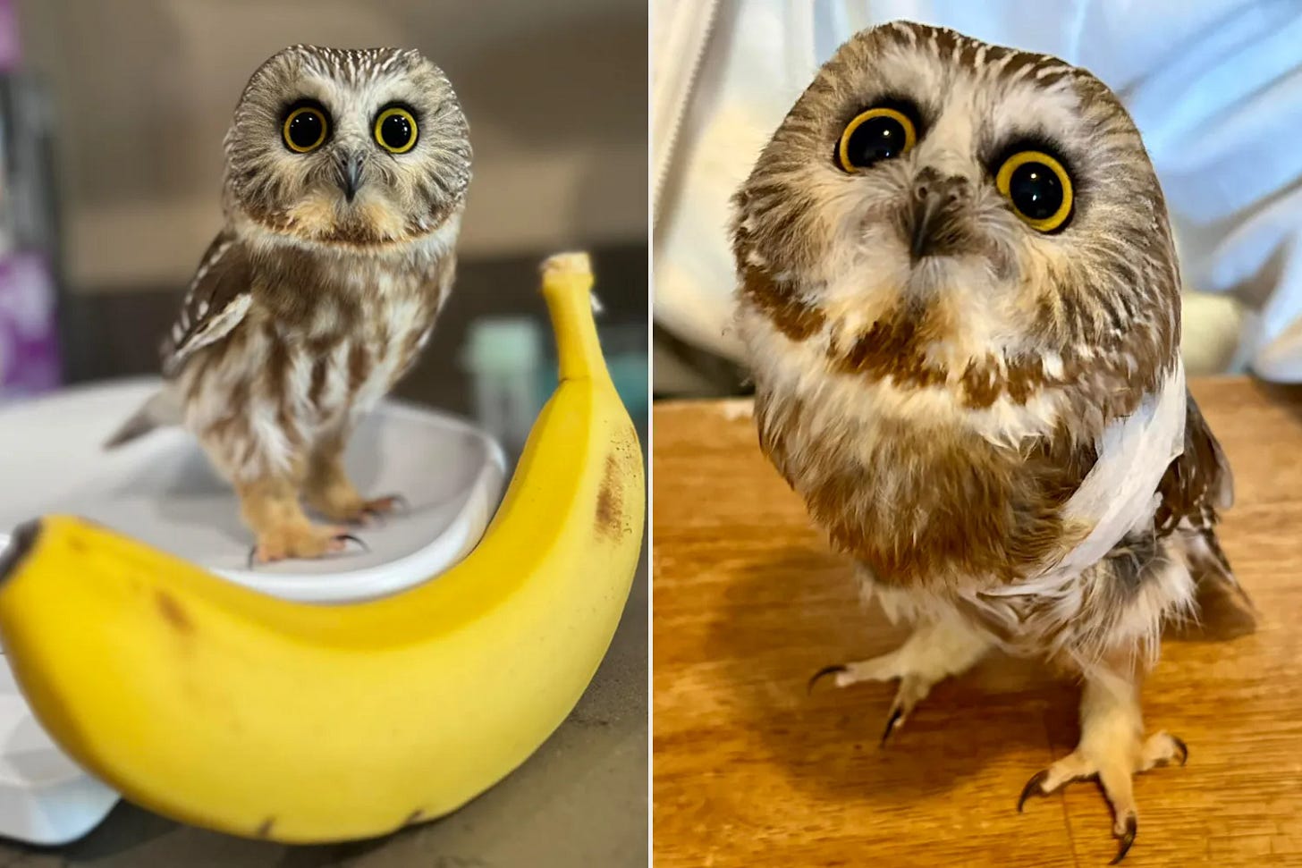 Tiny Owl Rescue