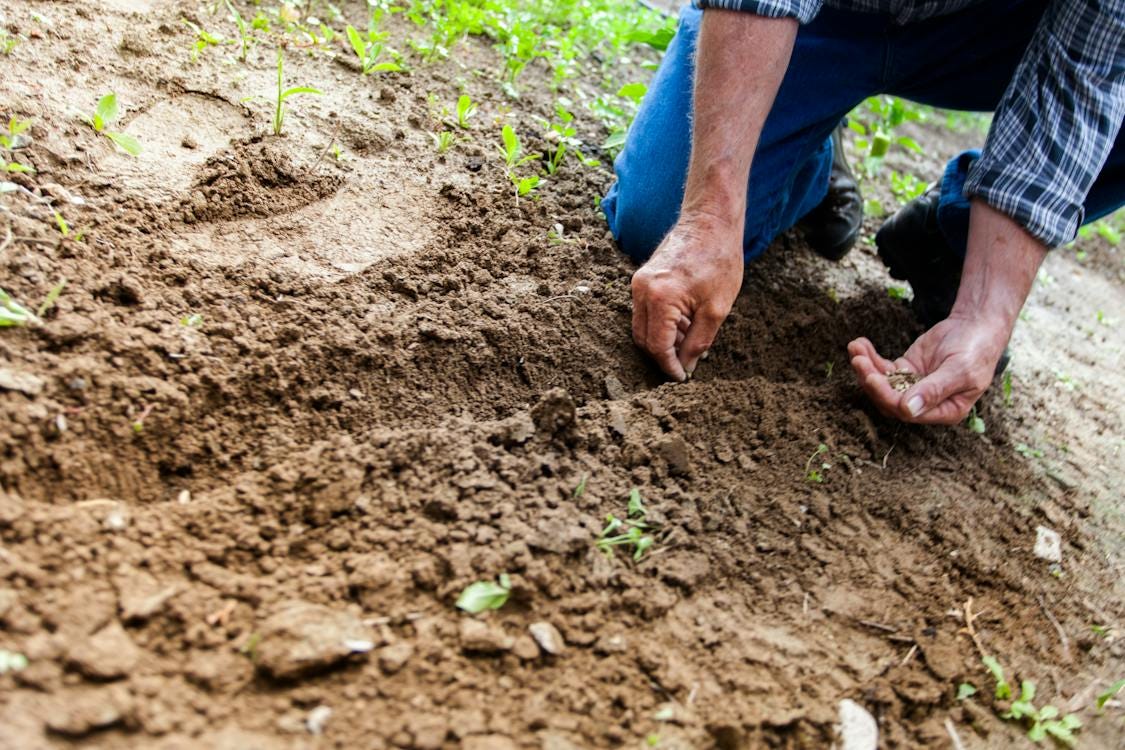 Free Man Planting Plant Stock Photo