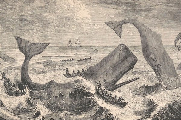 An excerpt from Herman Melville's 1851 novel about whaling, *Moby Dick*. |  DPLA