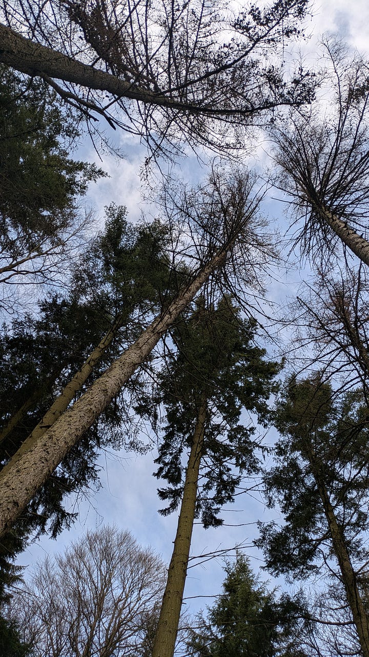 First photo shows the sky behind tall trees, and the second shoes a little blonde toddler in a pink jacket matching towards a manor house.