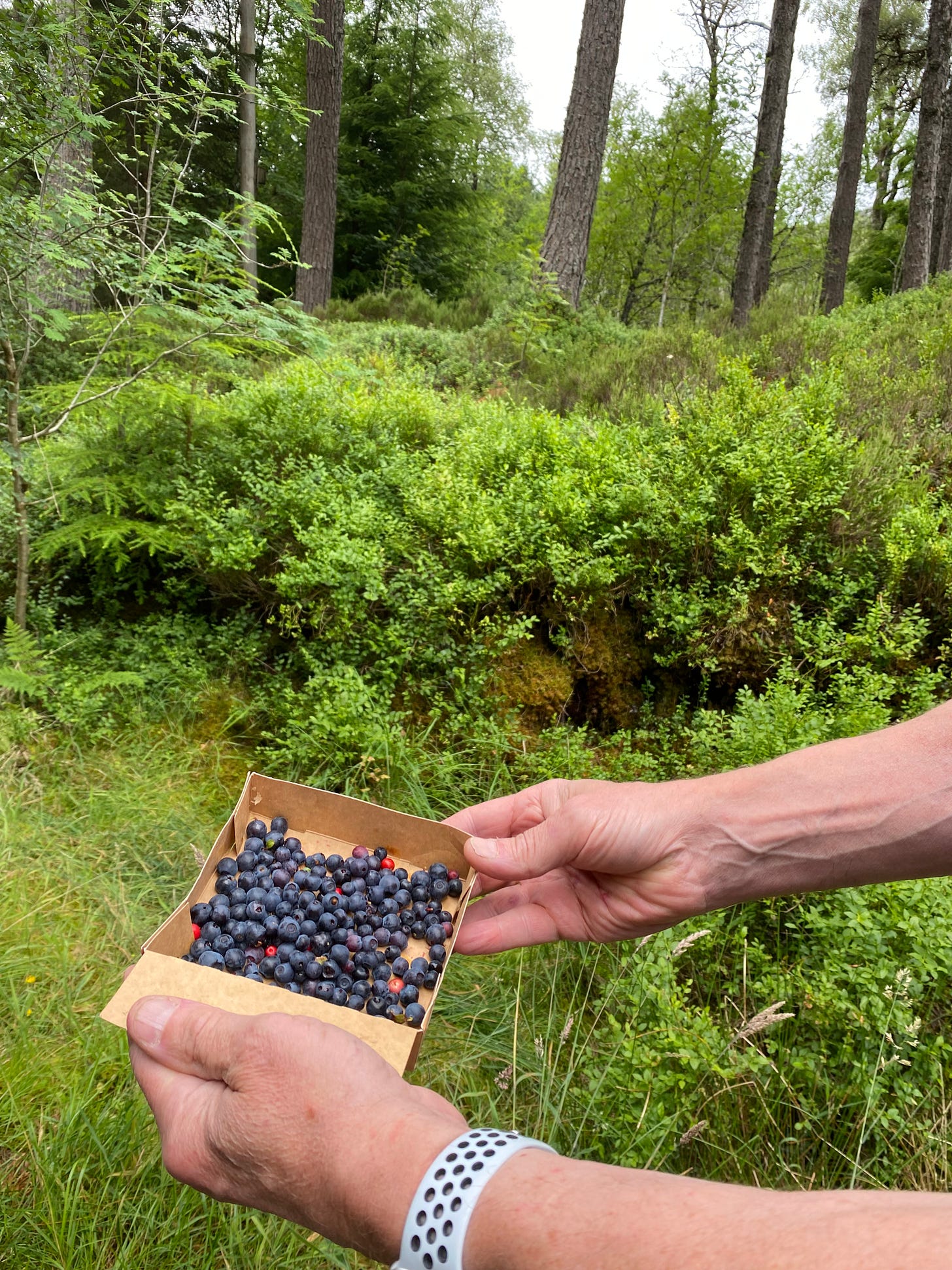 Foraged Blaeberries