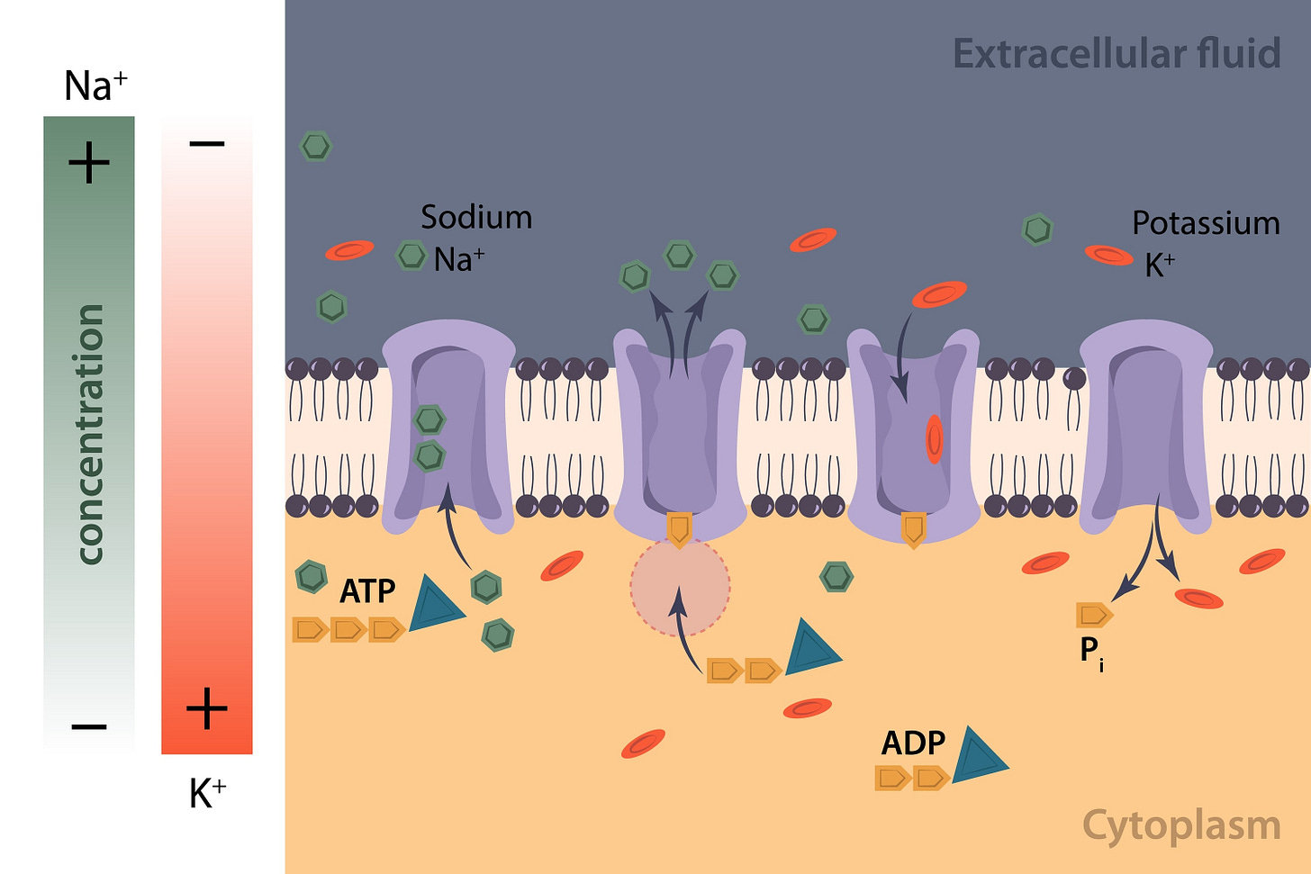 the sodium-potassium pump in a neuron, AI generated
