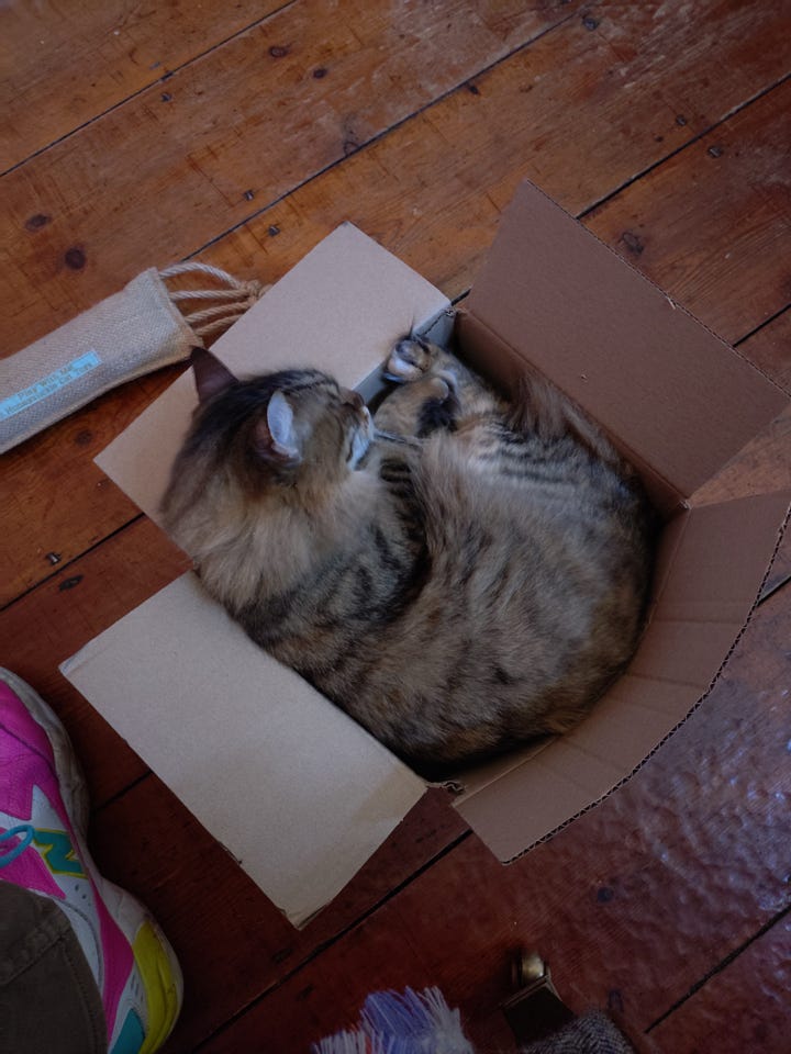 Two photos. In the left hand photo, Milly is lying curled up in a box that is slightly too small for her. In the right-hand picture, she is stretching and about to fall out of the same too-small box.