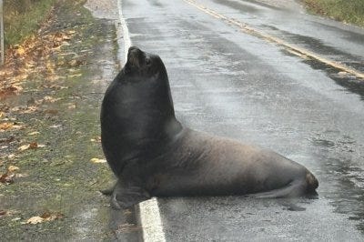 Large sea lion blocks traffic on Washington state road