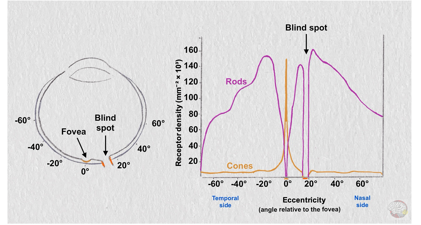Cone and Rod distribution in retina