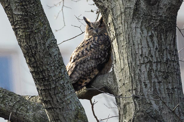 a Eurasian eagle-owl perched in a tree with one eye open