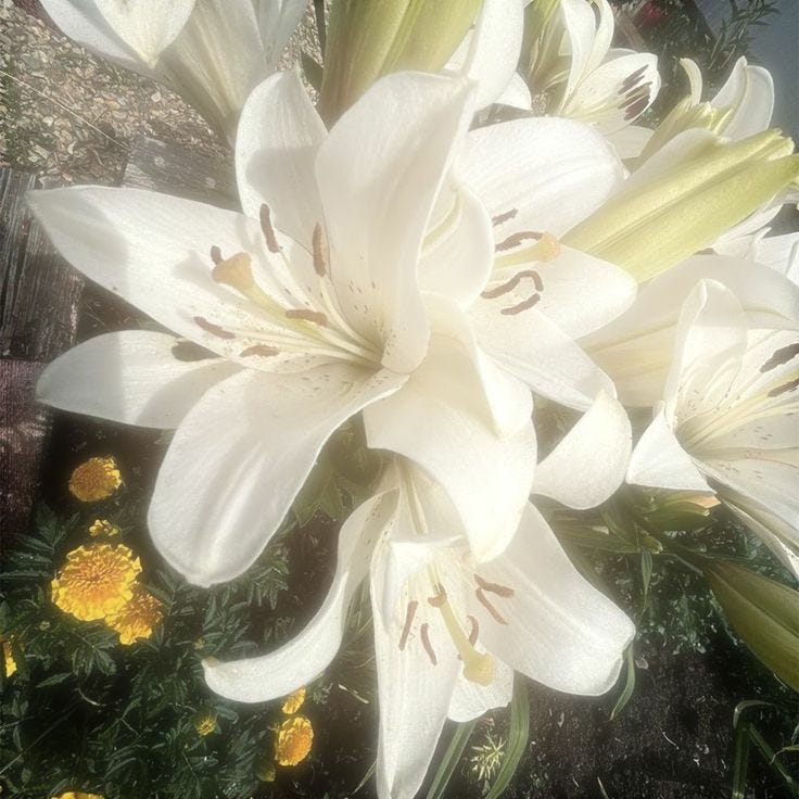 ⋆✧✿⋆\ud835\udcc8\ud835\udcb6\ud835\udc54\ud835\udc52 \ud835\udcc1\ud835\udc52\ud835\udcc9\ud835\udcc9\ud835\udc52\ud835\udcc7\ud835\udcc8⋆✿ ✧⋆ 