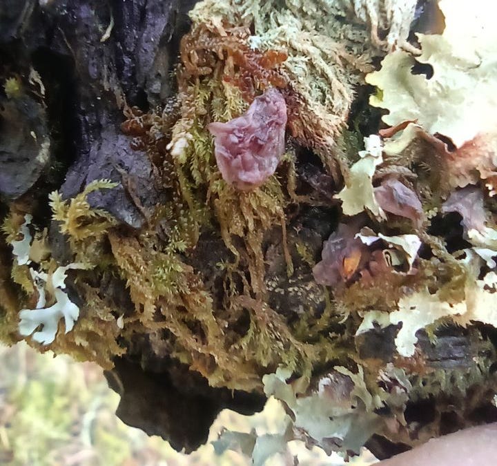 The Forest's Hidden Workers: Purple Jellydisc and Crimped Gill Fungus