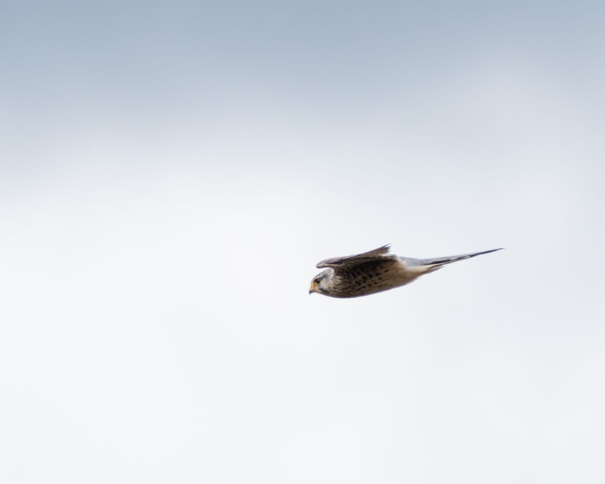 A small, sleek falcon with a yellow beak, streaked chest and pale grey head and tail A small, sleek falcon with a yellow beak, streaked chest and pale grey head and tail