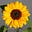 🌻Just_L👀KING_IN🌻's avatar