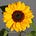 🌻Just_L👀KING_IN🌻's avatar