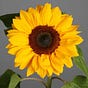 🌻Just_L👀KING_IN🌻's avatar
