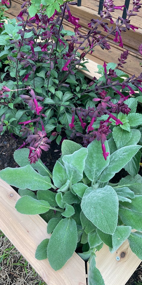images show close-ups of plant leaves for identification