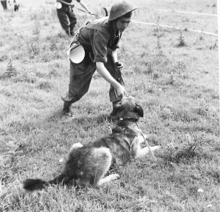 Bobs, a British mine-hunting dog, leads his handler to a mine in northwestern Europe. July 1944 Bobs, a British mine-hunting dog, leads his handler to a mine in northwestern Europe. July 1944