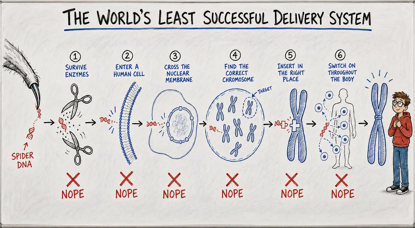 Whiteboard-style diagram titled “The World’s Least Successful Delivery System.” Spider DNA faces six barriers on its way to a human chromosome: surviving enzymes, entering a cell, crossing the nuclear membrane, finding the correct chromosome, inserting in the right place and switching on throughout the body. Every step is marked with a red “NOPE.” Whiteboard-style diagram titled “The World’s Least Successful Delivery System.” Spider DNA faces six barriers on its way to a human chromosome: surviving enzymes, entering a cell, crossing the nuclear membrane, finding the correct chromosome, inserting in the right place and switching on throughout the body. Every step is marked with a red “NOPE.”