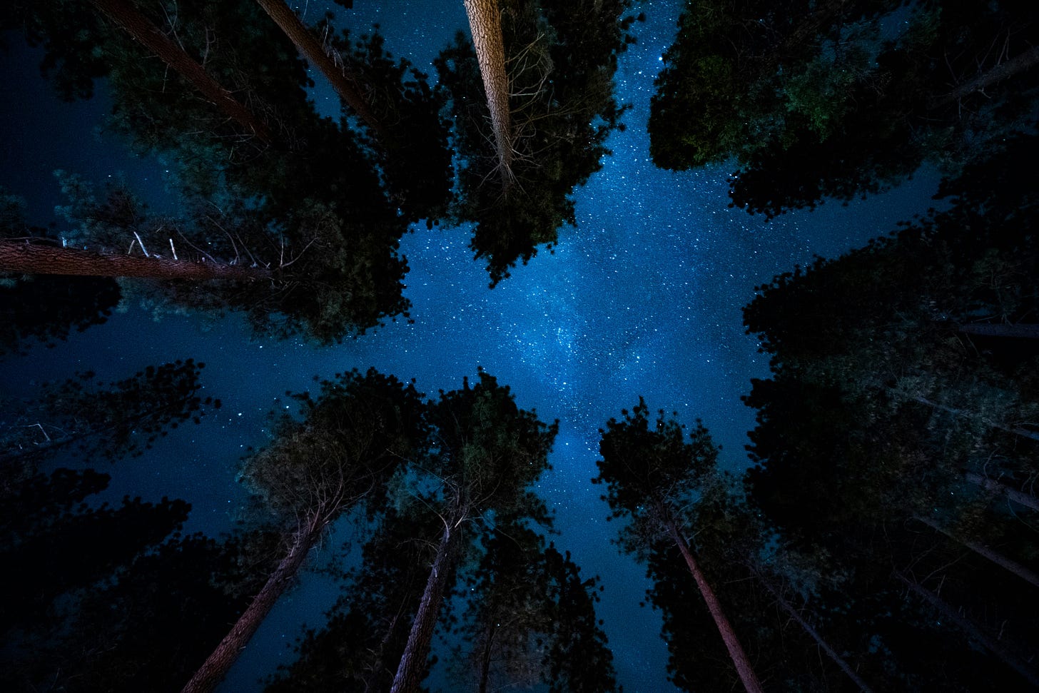 A photo of a forest at night pointed toward the sky. 