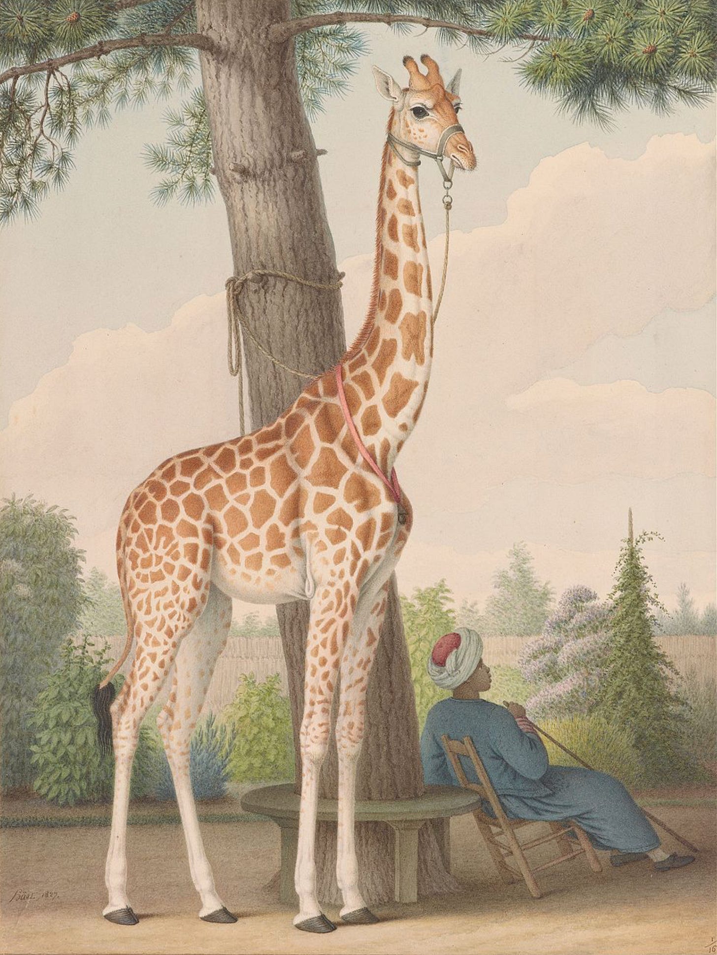 An extremely accurate watercolour of a giraffe and her groom in the park in Paris in which they both lived for 18 years.