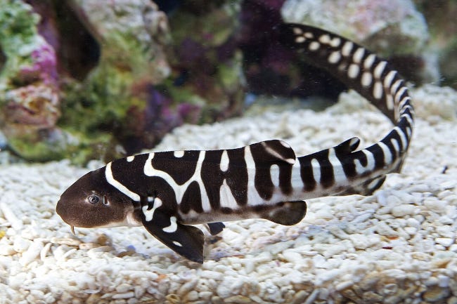 Un bébé requin léopard dont la livrée, en effet, est similaire à celle d'un zèbre
