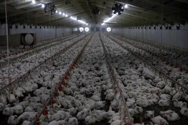 r/GCSE - All the farmers stupid 1000 chickens