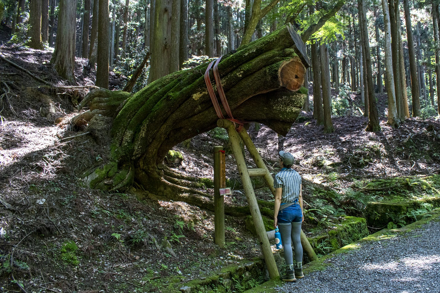 Me communing with a big tree stump.