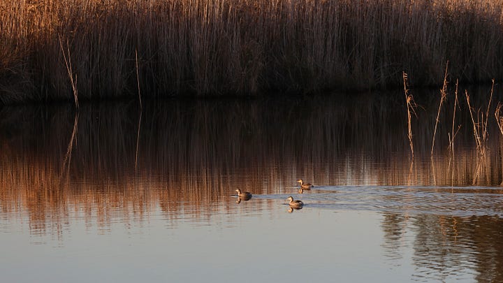 Left; foaming waves on the beach at sunset. Right, three small grebes swim amongst reeds