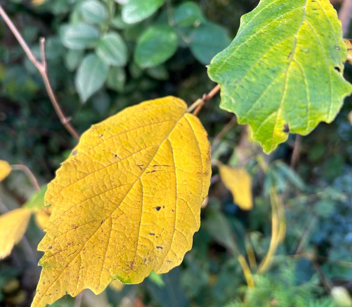 Straplike yellow flowers of witch hazel and colourful yellowing leaves