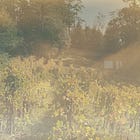 One smoky day in July leads to a lost estate vintage as Halleck chooses caution over risk