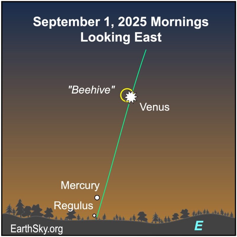 Chart for Northern Hemisphere viewers showing a starred dot, Venus, far above a small dot, Mercury. Both are above the wavy line of the eastern horizon.