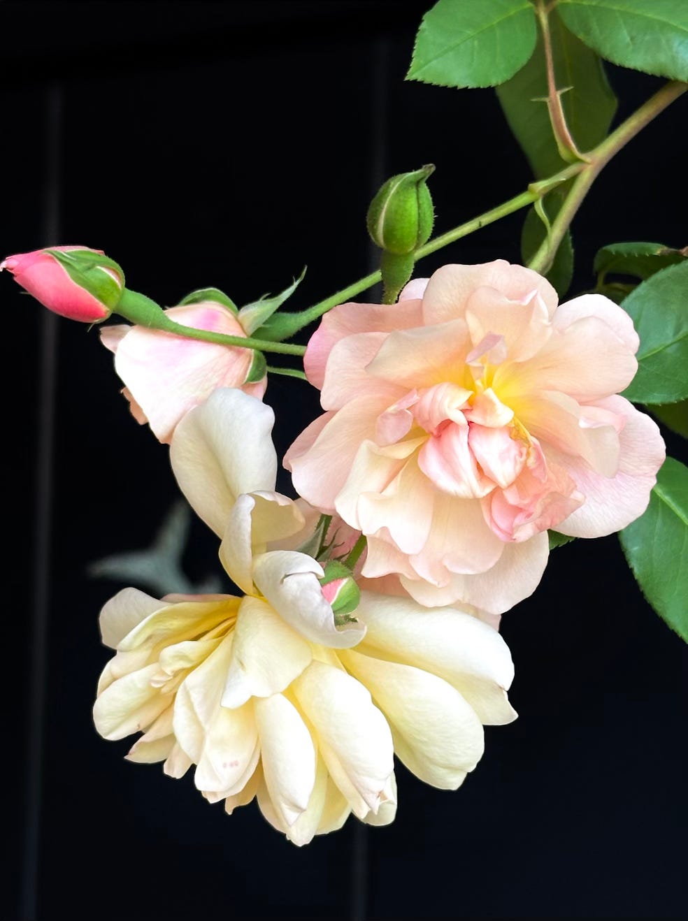 a peach rose