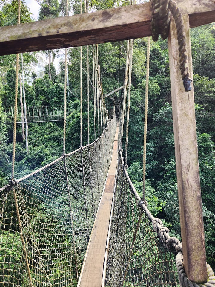 Two photos of a wooden walkway, suspended by ropes and platforms, 130 feet above the forest floor.  In the left photo, Nii Addy is near the end of the walkway, smiling and wearing a purple t-shirt. On the right, two portions of the bridge are shown, connected with a platform in the middle.