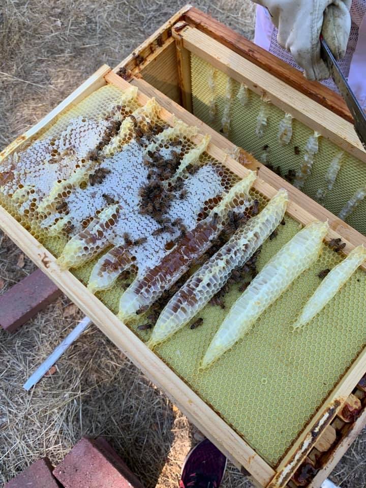 Uneven wax appearing in close bloated cylinders of wax.