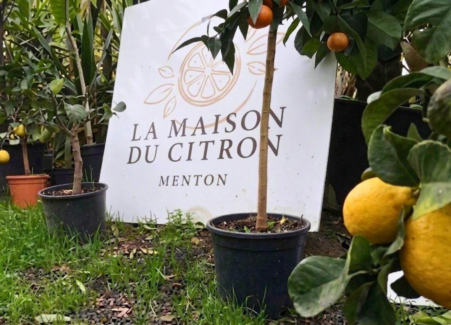 A sign reading "La Maison du Citron Menton" surrounded by potted lemon and orange citrus trees at the Maison Gannac nursery.