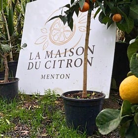 Pucker Up: A Town Built on Lemons